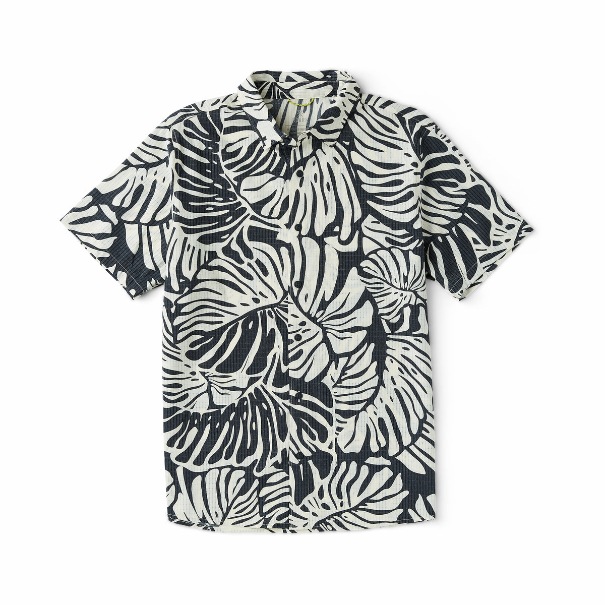 Black Monstera,XS